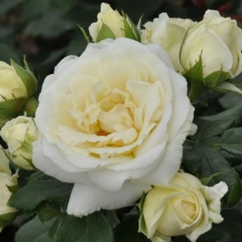 Shop - Rosa Lenka™ - weiß - floribundarosen - diskret duftend - PhenoGeno Roses - -